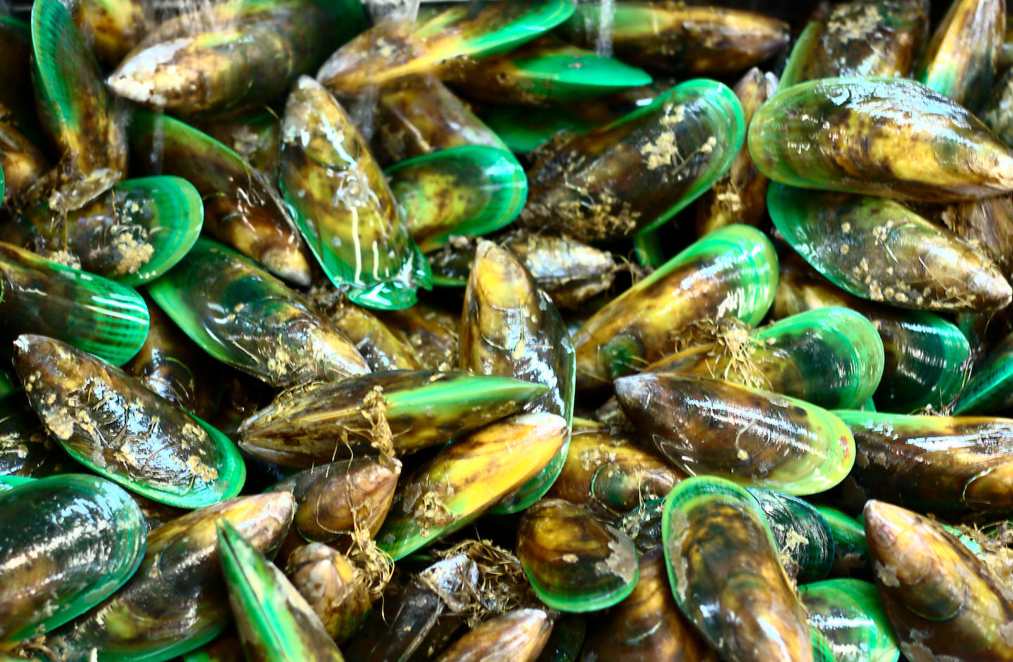 mussels