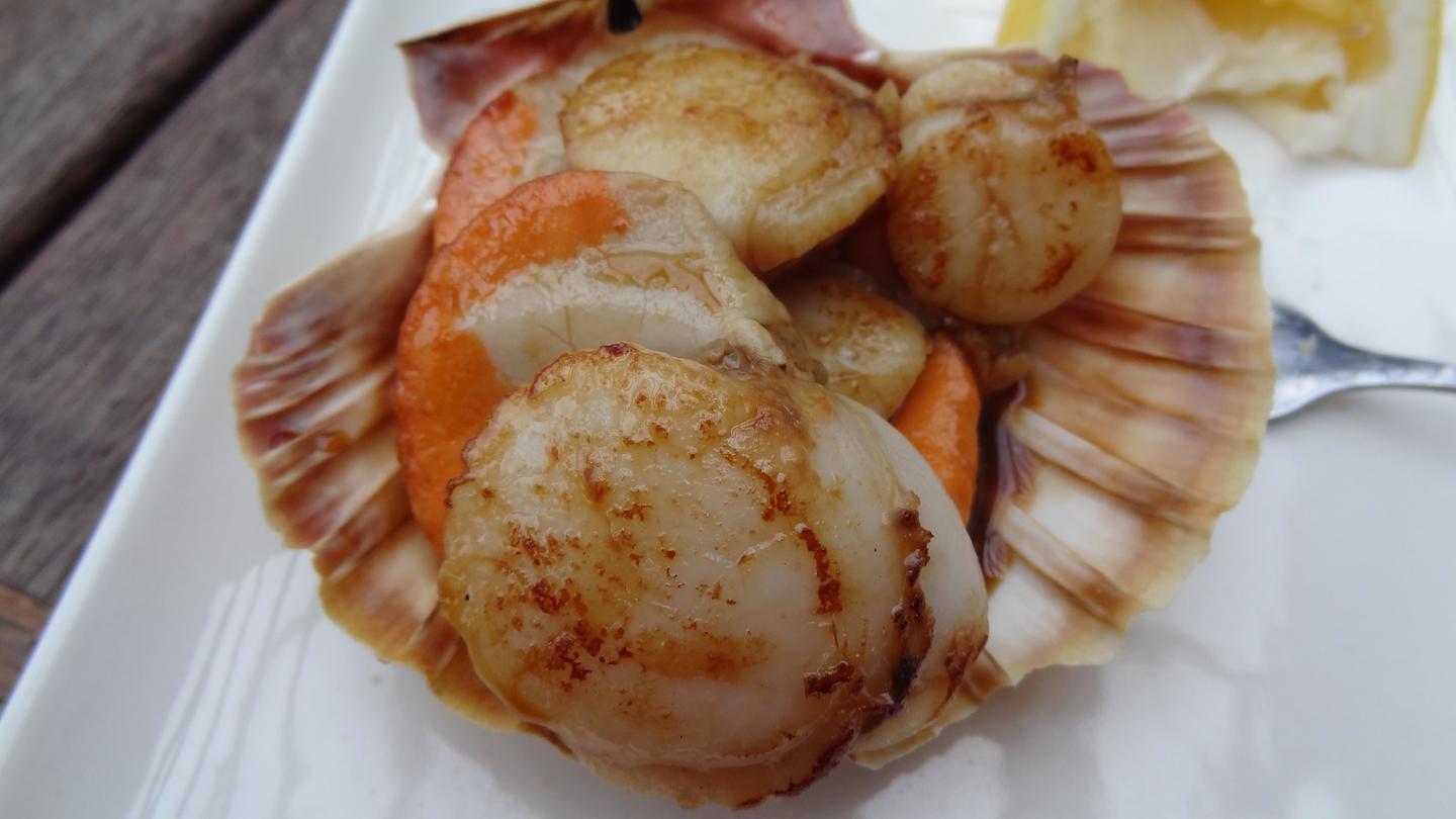 scallops